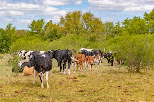 istock Group of Cows at Field, San Jose, Uruguay 1074299604