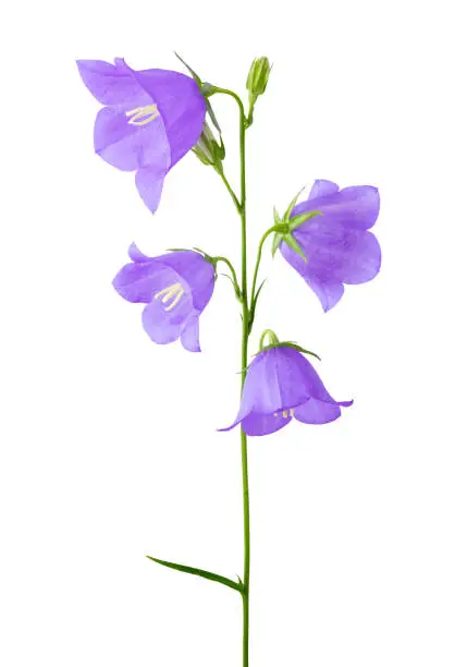 Peach-leaved bellflower, campanula isolated on white background, including clipping path. Germany