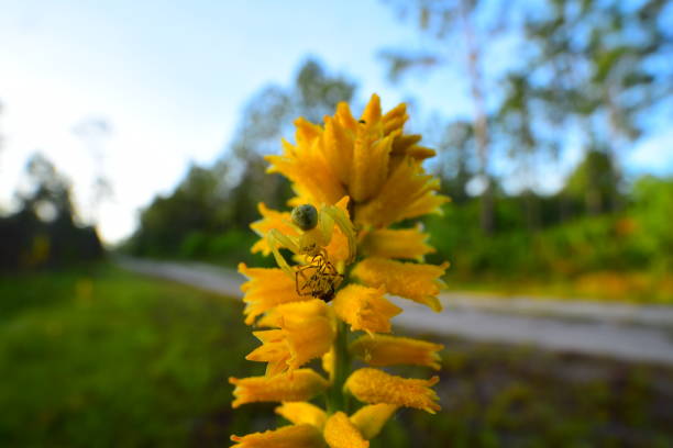Roadside Yellow Colic-root  (Aletris lutea) with a translucent crab spider about to enjoy a meal of mosquito. Photo taken in Tate's Hell state forest in Franklin County, Florida. Nikon D750 with Venus Laowa 15mm macro lens