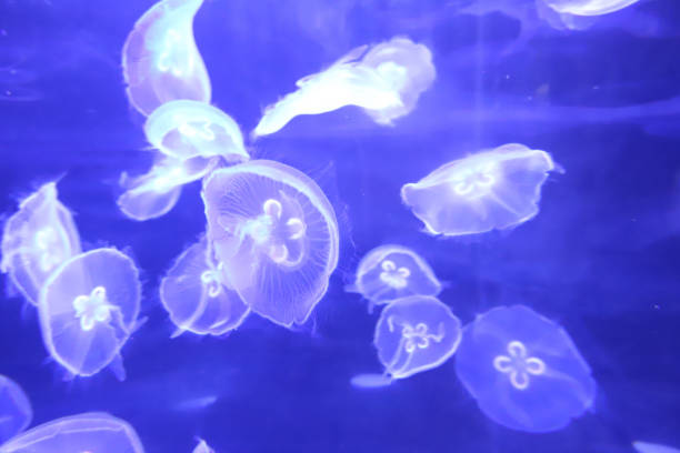 istock a jellyfish swims in the theme park 1074313372