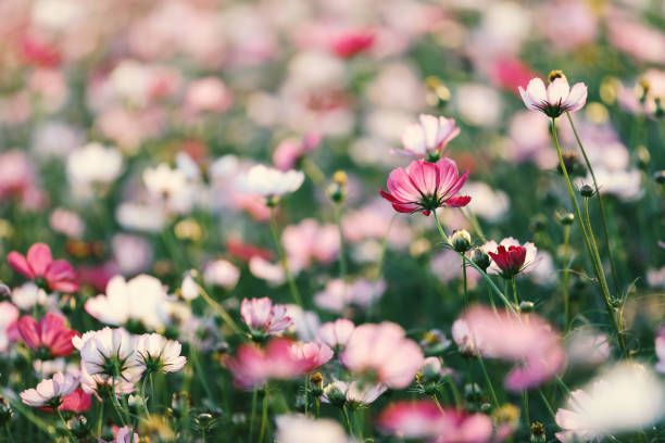 istock Cosmos flowers garden 1074314410