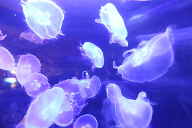 istock a jellyfish swims in the theme park 1074314426
