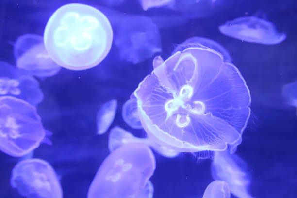 istock a jellyfish swims in the theme park 1074315618
