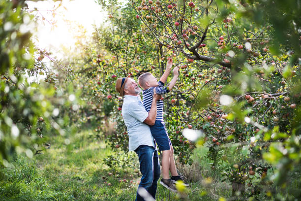 un uomo anziano con nipote che raccoglie mele nel frutteto in autunno. - orchard child crop little boys foto e immagini stock