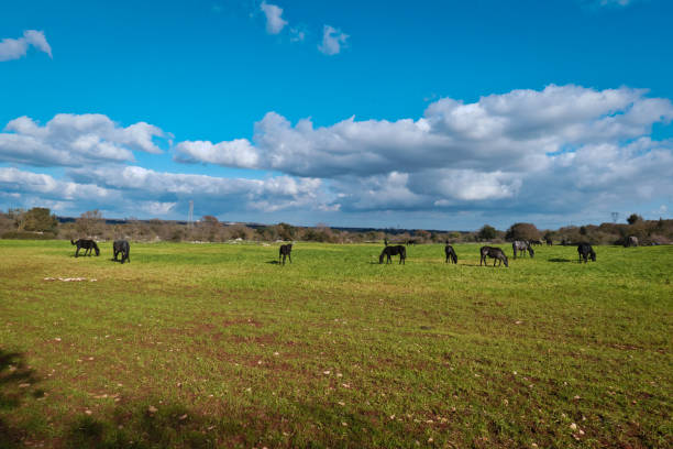 istock herd of horses in the field. 1074341128
