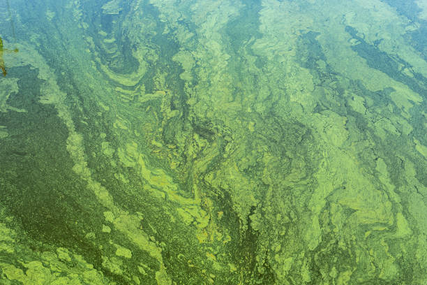 istock green algae with cyanobacteria on the surface of the river 1074341170