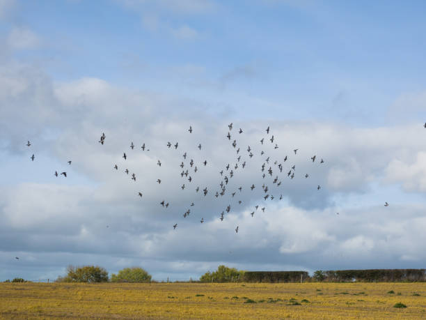 A flock of birds A flock of Wood Pidgeon's circling a recently harvested field. nigel pack stock pictures, royalty-free photos & images