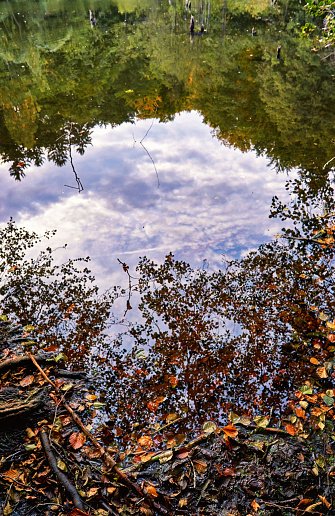 Reflection on the shore of the forest lake.