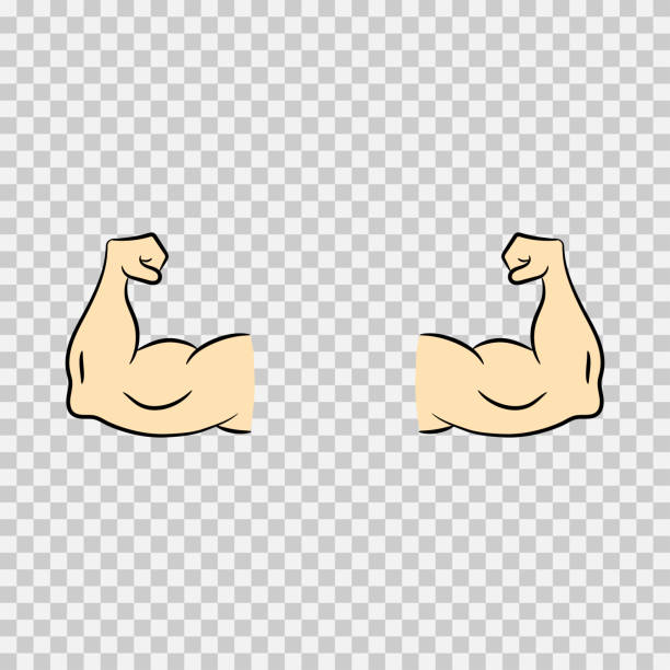 Hands Arms Muscles On A Transparent Background Strong Hands Stock  Illustration - Download Image Now - iStock