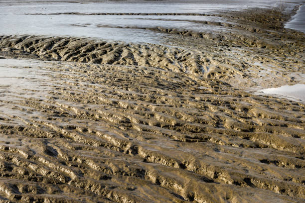 mar de wadden sob céu azul - wadden wadden sea unesco world heritage site sea - fotografias e filmes do acervo