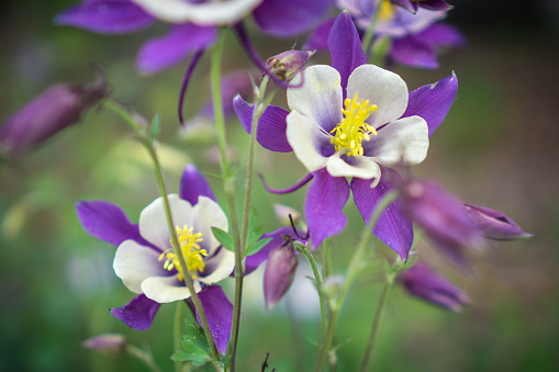 Purple and white columbine blossoms