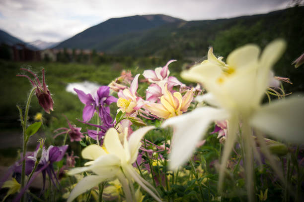 Columbine blossoms stand against a sunset sky with hills in the background.