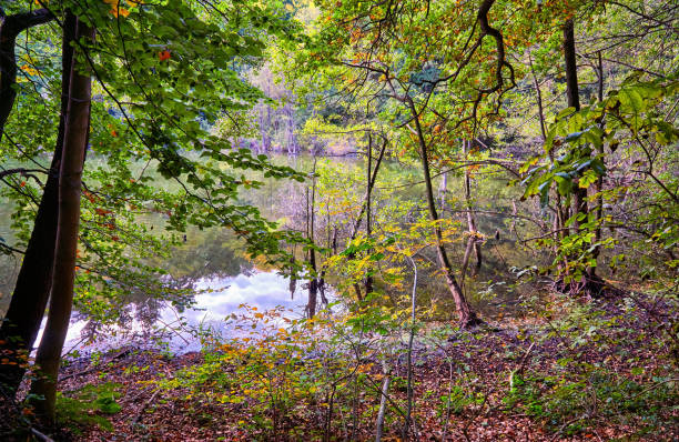 istock View through the trees at the forest lake. 1074387842