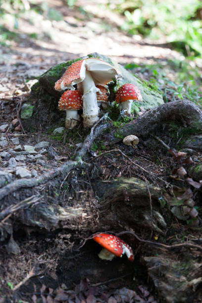 istock group of fly agaric at forest 1074387998