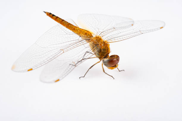 istock side view golden dragonfly close up 1074390852