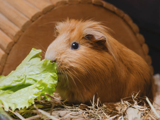 istock Cute red guinea pig eating lettuce leaf 1074412770