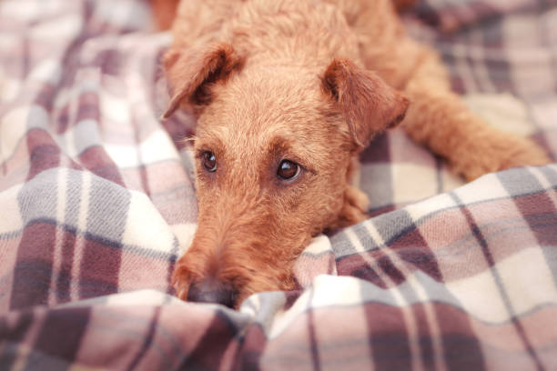 Red Irish Terrier closeup lying on a blanket and sad