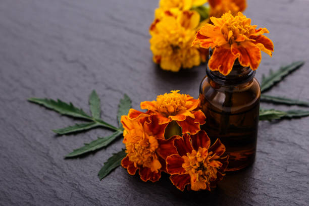 istock essential oil marigold on a dark stone background 1074424778