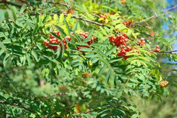 istock ashberry at dry sunny summer day 1074431388