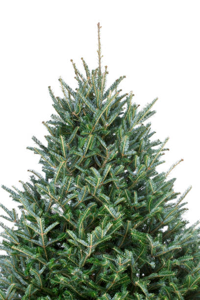 Christmas tree fraser fir isolated on white