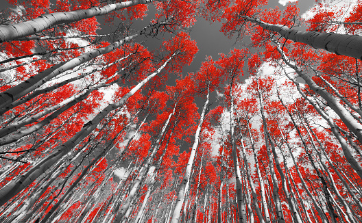 Colorful canopy of red fall leaves in a black and white aspen forest landscape scene in Colorado