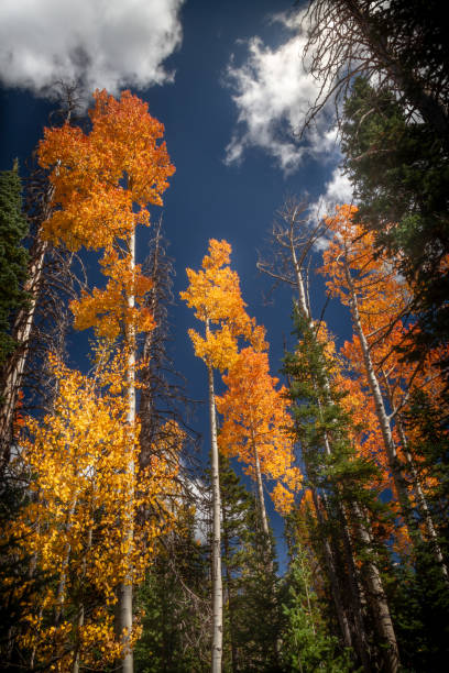 espetacular vista vertical do outono folhas coloridas e pinheiros na floresta nacional de dixie no sul de utah - vertical forest national forest woods - fotografias e filmes do acervo