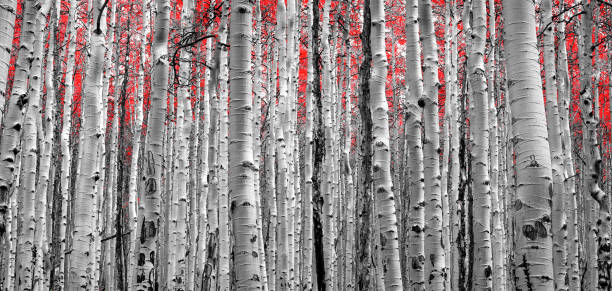 istock Forest of Red Trees in black and white panoramic landscape background 1074438410