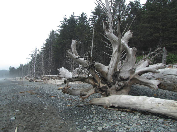 istock The wild beaches of Olympic.N.P. 1074440324