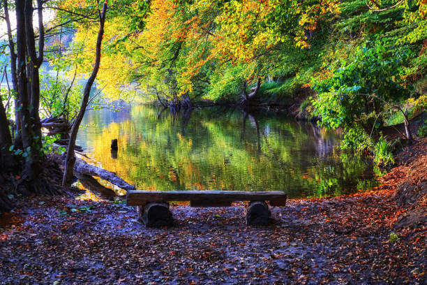 istock Autumn view of the forest lake with trees and bench. 1074459556
