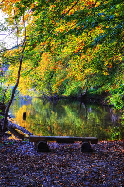 istock Bench at the forest lake with trees. 1074460514