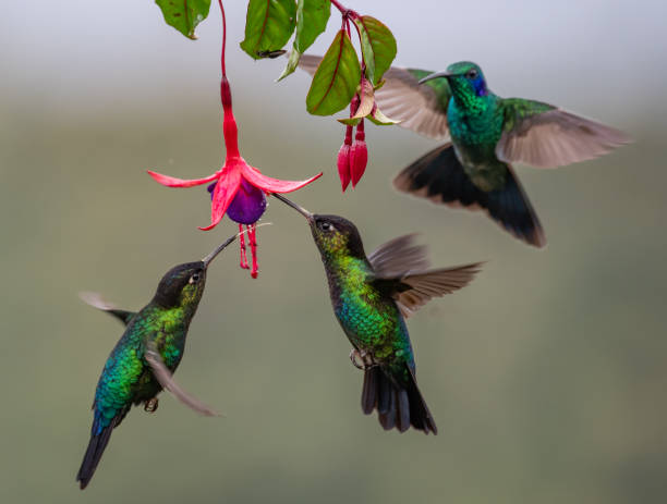 istock Hummingbird in Costa Rica 1074463416