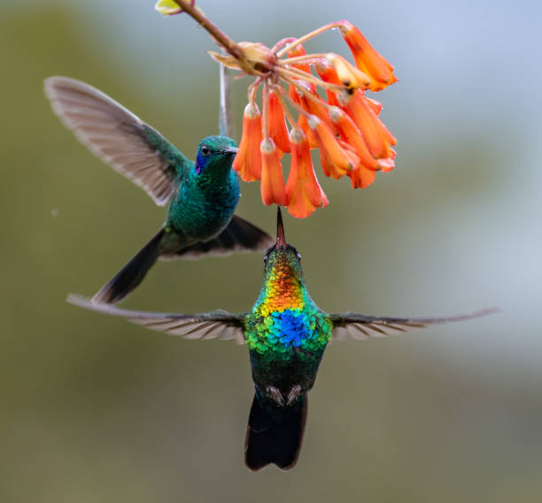 istock Hummingbird in Costa Rica 1074463632