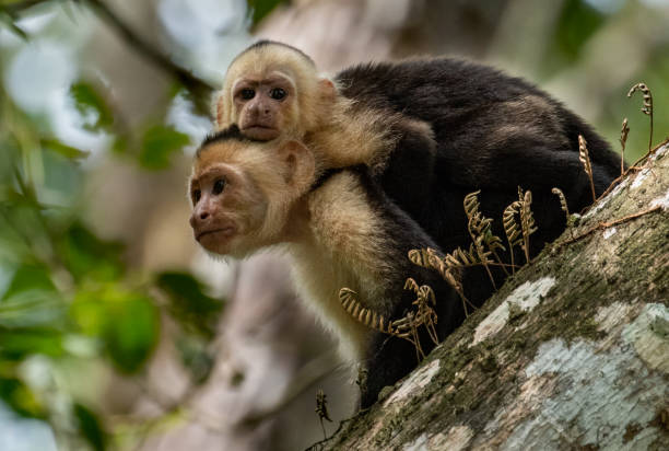 istock White Faced Capuchin Monkey in Costa Rica 1074464014