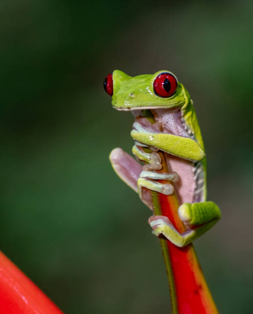 istock Tree Frog in Costa Rica 1074464156