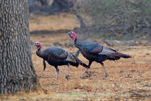 Wild turkeys at Santa Barbara area foothills