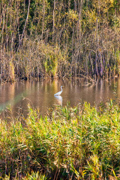 istock detail of white heron 1074493914