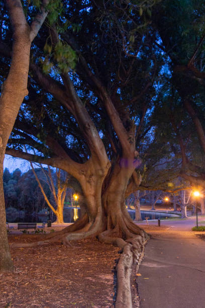 istock Tree landscape at night on winter in Perth on a park 1074497218