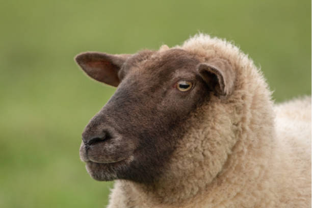 istock A Profile of a Sheep on Green 1074500026