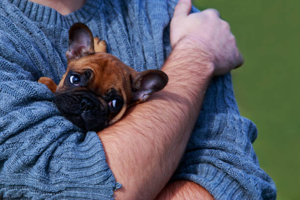 Little puppy of french bulldog in human arms