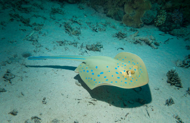 istock Bluespotted stingray hunting 1074500250