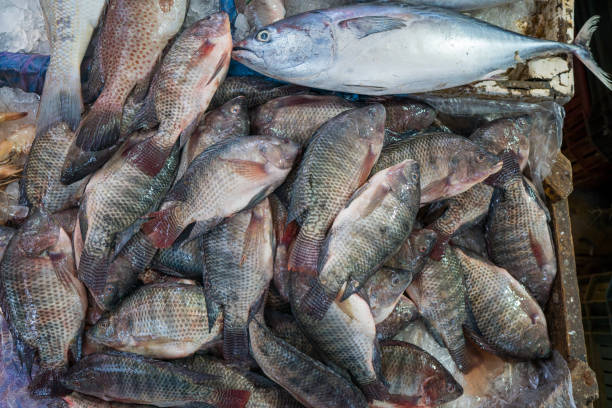 istock fish at the fish market 1074500252