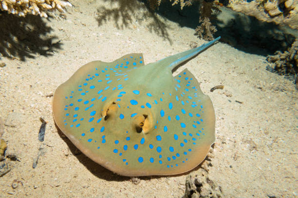 Bluespotted stingray hunting Bluespotted stingray hunting in the light of a diver at night, Red sea, Egypt. Underwater photography. dahab photos stock pictures, royalty-free photos & images