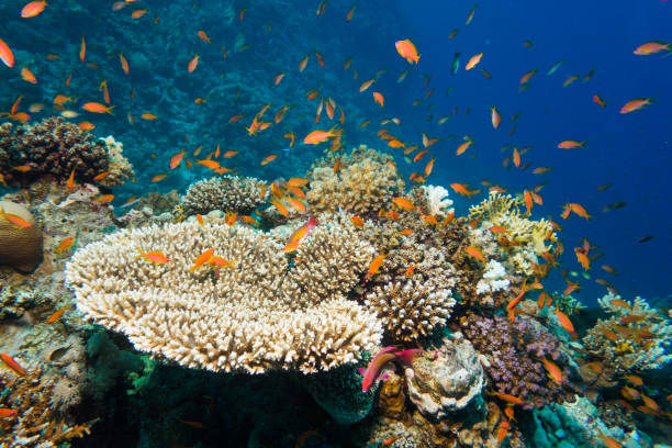 istock Beautifull corals at reef 1074500594