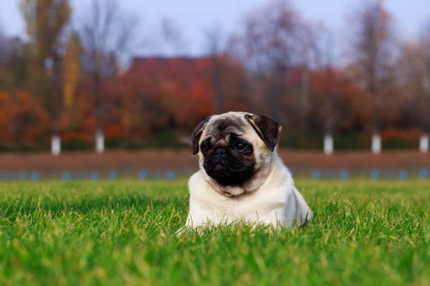 istock The dog breed pug 1074503464
