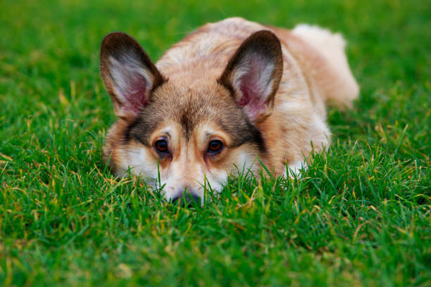 istock Dog breed Welsh Corgi Pembroke 1074503848