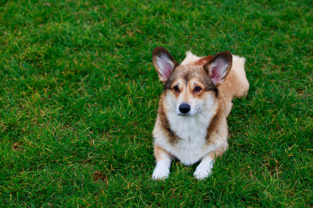 istock Dog breed Welsh Corgi Pembroke 1074503958