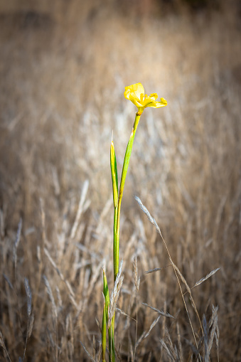 A Single Yellow wildflower growing in a wilderness of dried long brown grass, Cape Town, South Africa