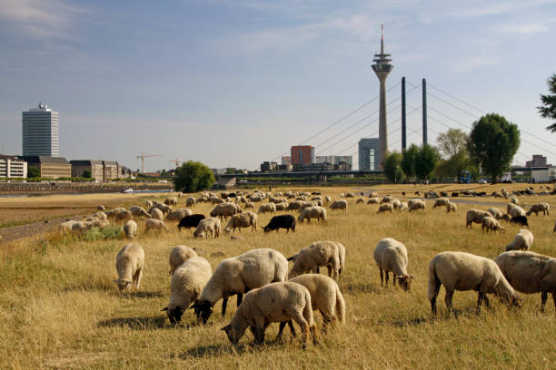 Flock of sheep grazing in Düsseldorf, Germany stock photo