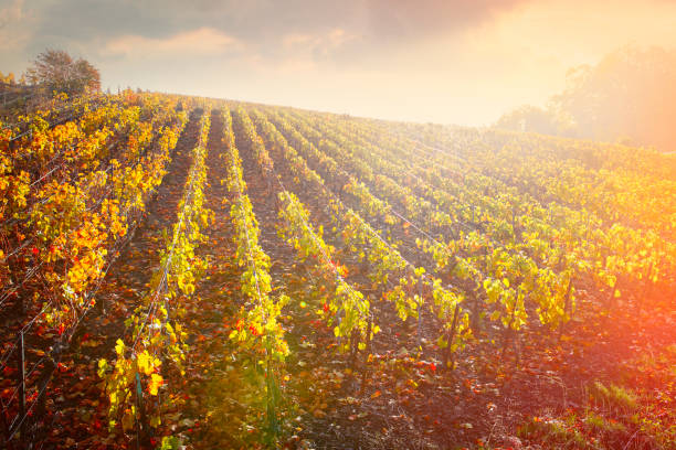 Vineyards in champagne region at Verzenay Vineyards in champagne region at Verzenay in sunrise light champagne region photos stock pictures, royalty-free photos & images
