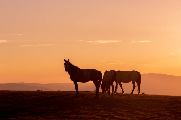 istock Wild Horses Silhouetted at Sunset 1074509202